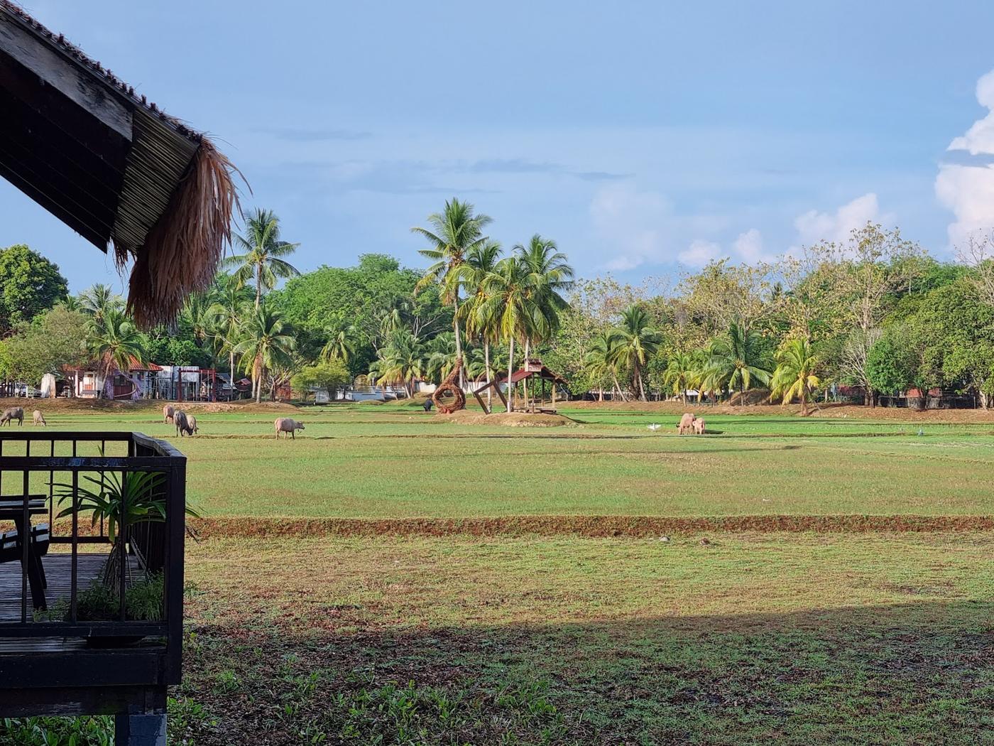 Paddy field and buffalo